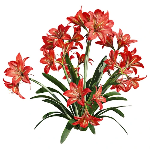 现代红色野百合花