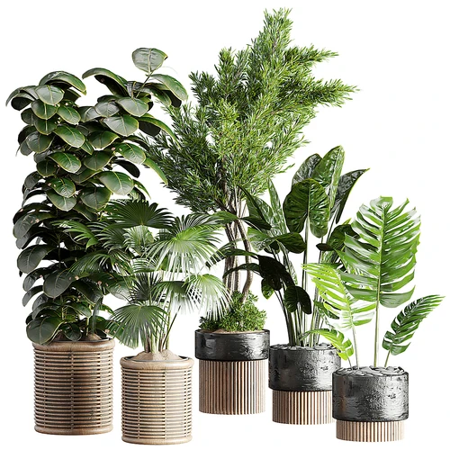 现代植物盆栽