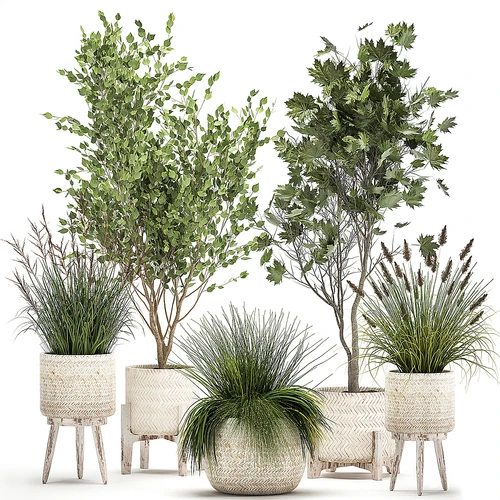 现代植物盆栽