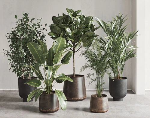 绿植盆栽
