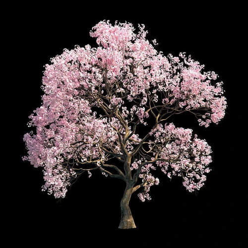 Sakura 9樱花树