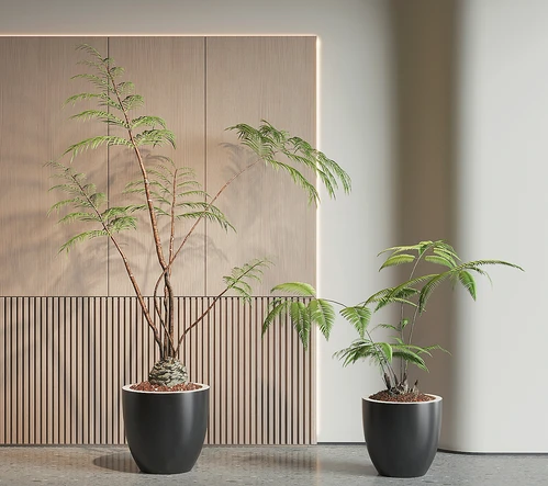 现代绿植盆栽