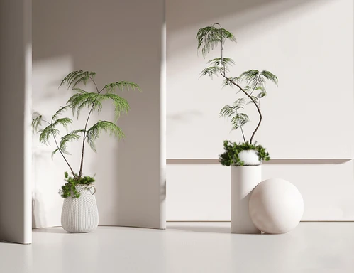 现代植物盆栽