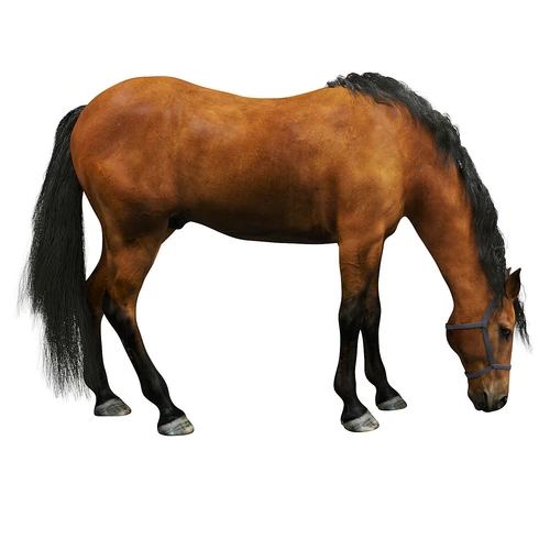 horse现代动物马