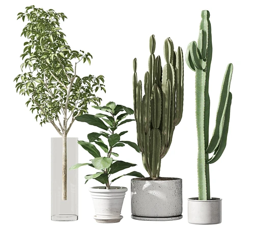 现代植物盆栽