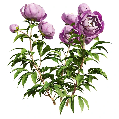 现代牡丹花