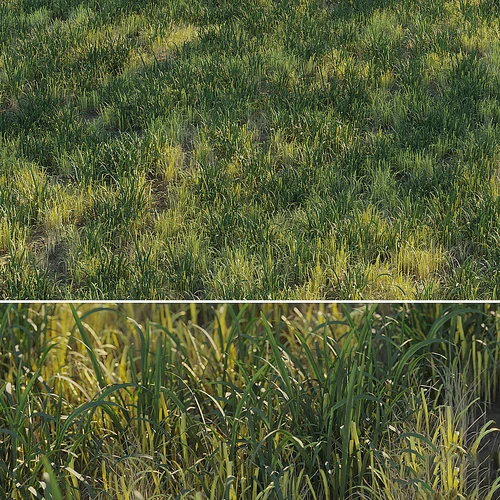 Uncut forest grass collection 03