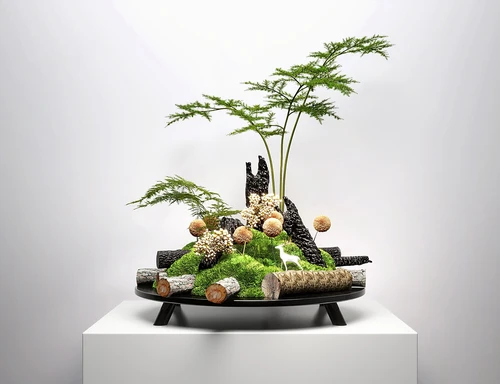 现代盆栽盆景