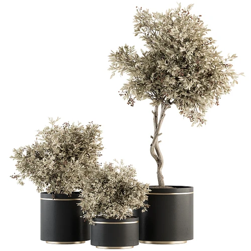 现代植物盆栽