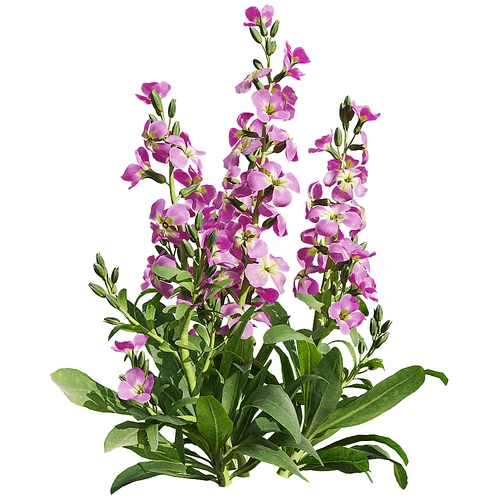 现代花草