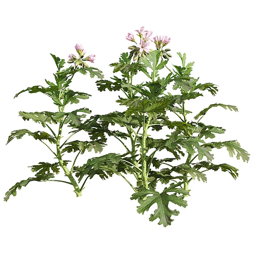 现代绿植花