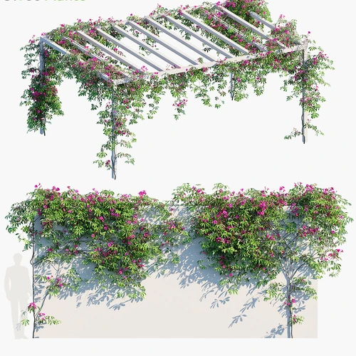 现代藤蔓花架