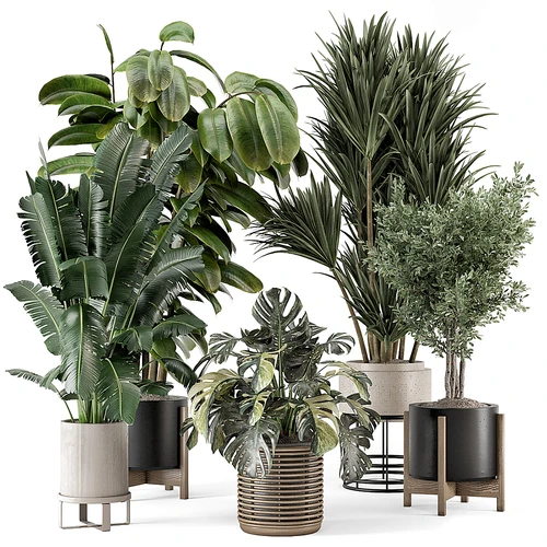 现代植物盆栽