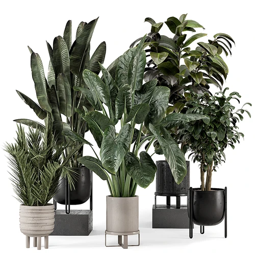 现代植物盆栽