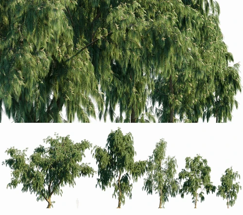 景观树 粗枝木麻黄树