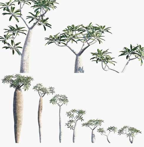 现代景观树