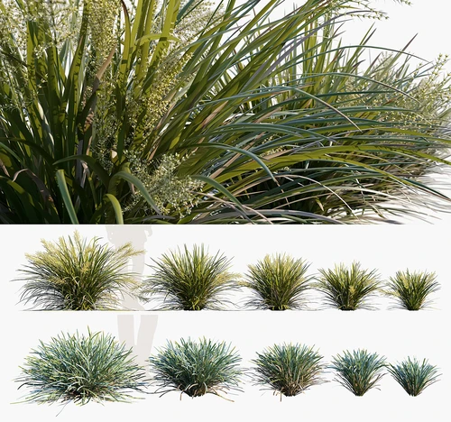现代草类植物