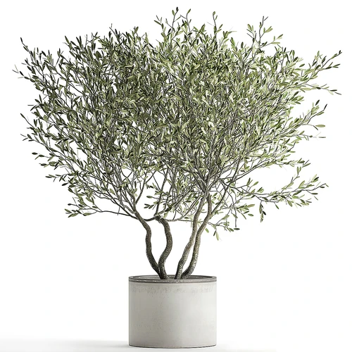 现代植物盆栽