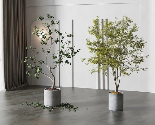 绿植盆栽 盆景