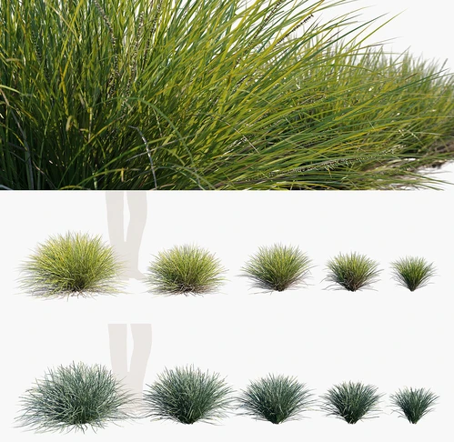 现代草类植物