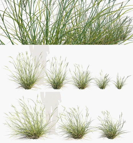 现代草类植物