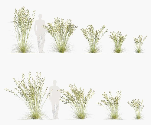 草类植物