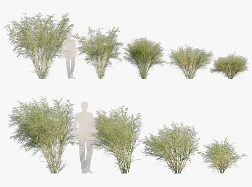 现代竹草植物
