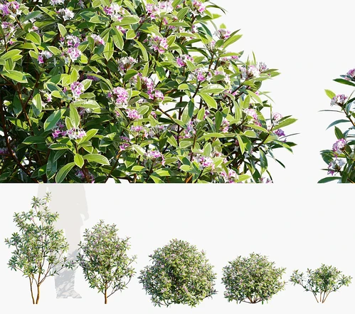 现代灌木植物 金边瑞香
