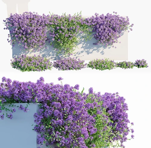 现代藤蔓花草植物 百里香