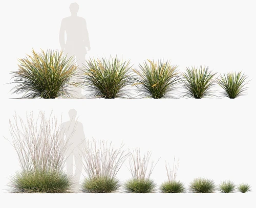 现代植物草