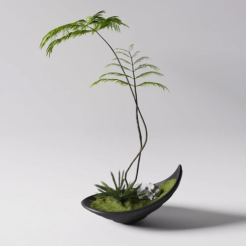 蕨类植物小盆栽
