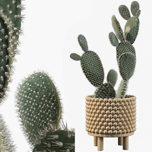 仙人掌绿植盆栽