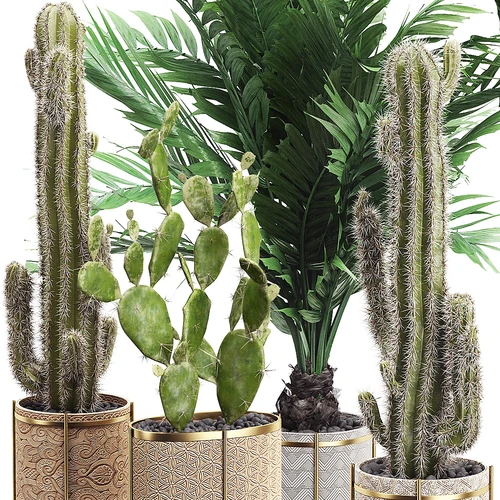 现代植物盆栽仙人掌