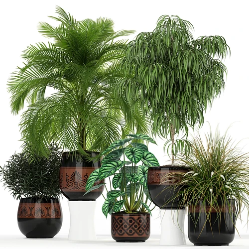 绿植植物盆栽