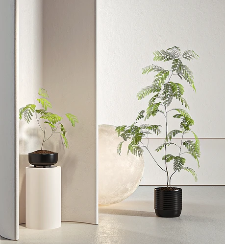绿植盆栽