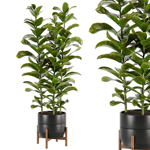现代绿植盆栽