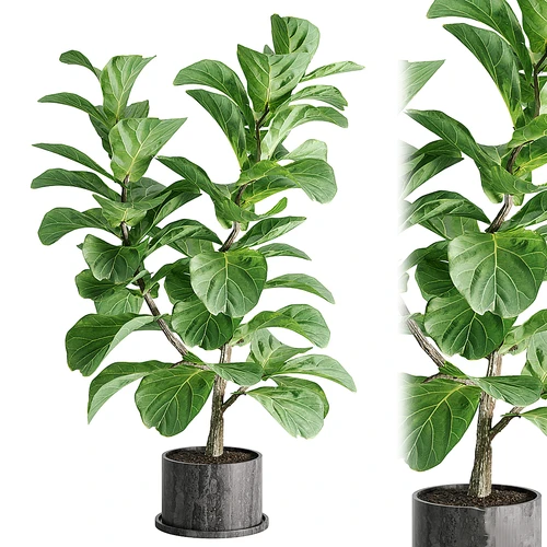 现代绿植盆栽