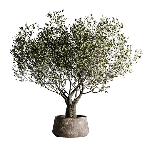 现代绿植盆栽