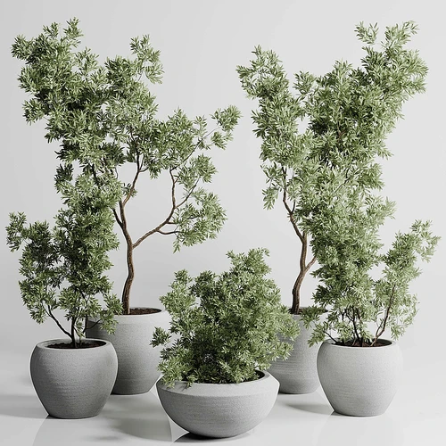 现代绿植盆栽