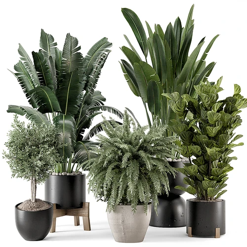 现代植物盆栽