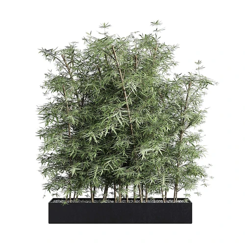 现代竹子植物绿植