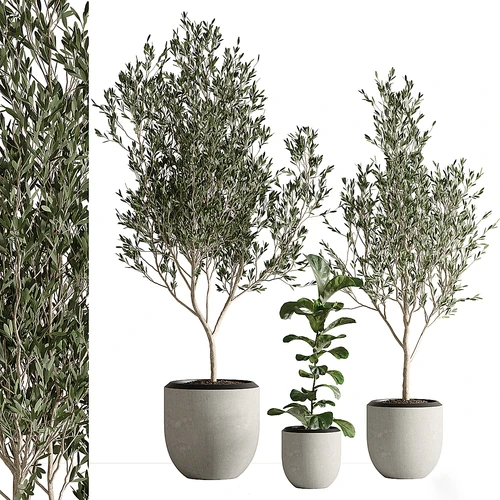 现代绿植盆栽