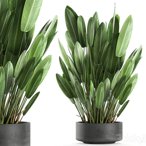 现代植物盆栽