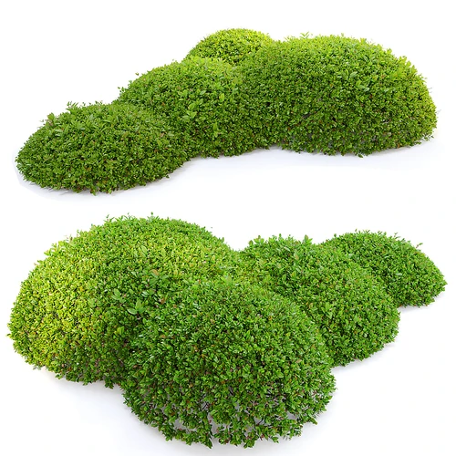 现代植物灌木