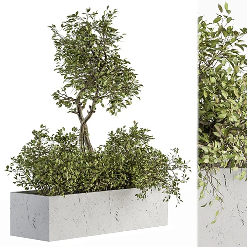 现代植物盆栽