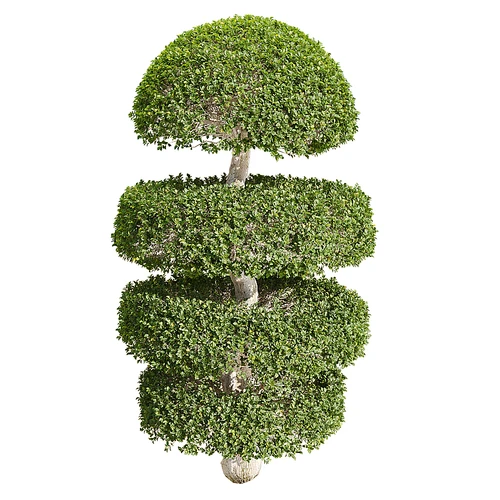 植物树木