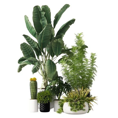 现代植物盆栽组合