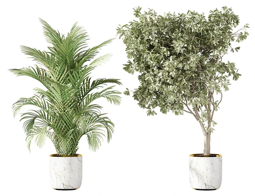 现代植物盆栽