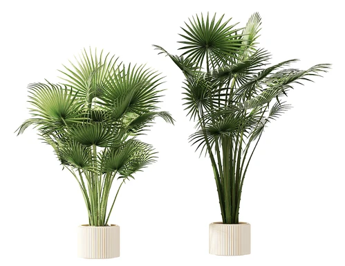 现代植物盆栽