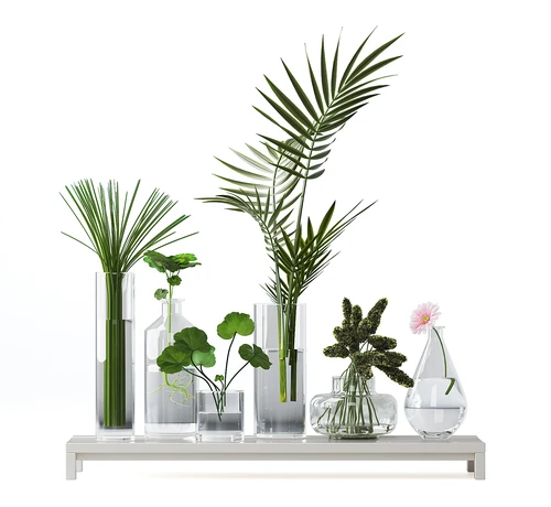 现代水生植物